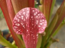 Sarracenia Farnhami Hybride